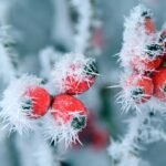 zu welcher tageszeit ist mit verstärktem wildwechsel zu rechnen